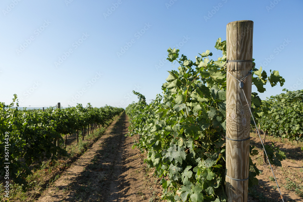 Fototapeta premium Vineyard plantation in summer. Green growing vine formed by bushes.