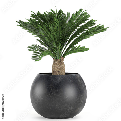 Valokuva Cycas isolated on white background