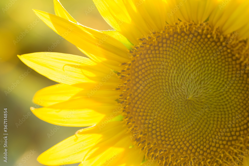 Fototapeta premium Bright golden sunflower field at sunset.