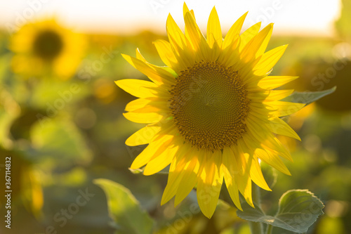 Fototapeta Naklejka Na Ścianę i Meble -  Bright golden sunflower field at sunset.