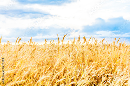 Golden wheat beards on blue sky