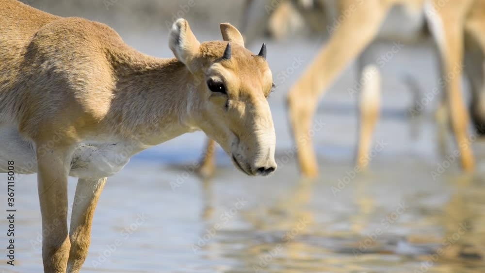 A herd of saigas drink a water from lake in wild nature A herd of saigas drink a water from lake in wild nature