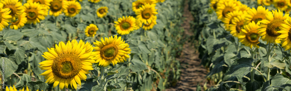 Naklejka premium Bright golden sunflower field at sunset.