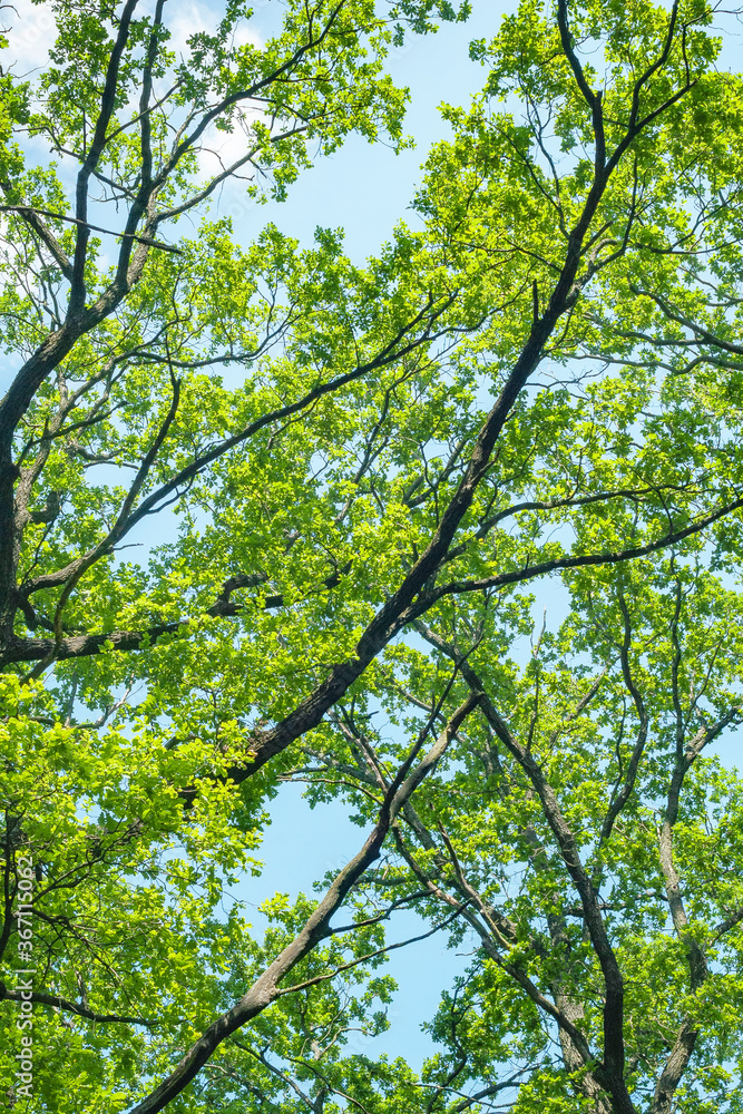 Bottom view of dense green crowns of tall trees against a blue sky. Abstract natural vegetative background. Bottom view of dense green crowns of tall trees against a blue sky. Abstract natural vegetative background.