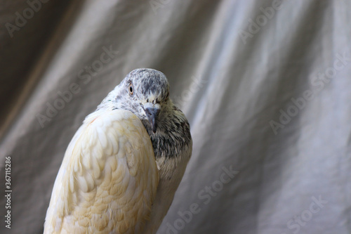 Close up shot of beautiful pigeon bird, Pigeon close up