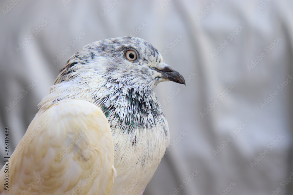 Obraz premium Close up shot of beautiful pigeon bird, Pigeon close up