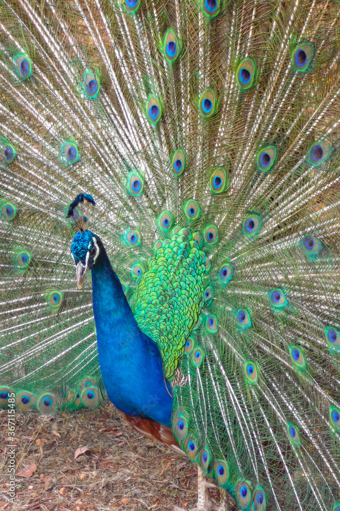 Naklejka premium Beautiful Peacock with open feathers side view