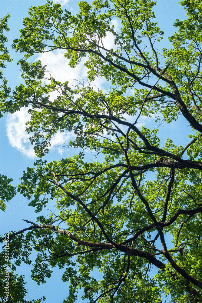 Green crowns and dense branches of tall trees against the blue sky. Abstract natural vegetative background. Green crowns and dense branches of tall trees against the blue sky. Abstract natural vegetative background.