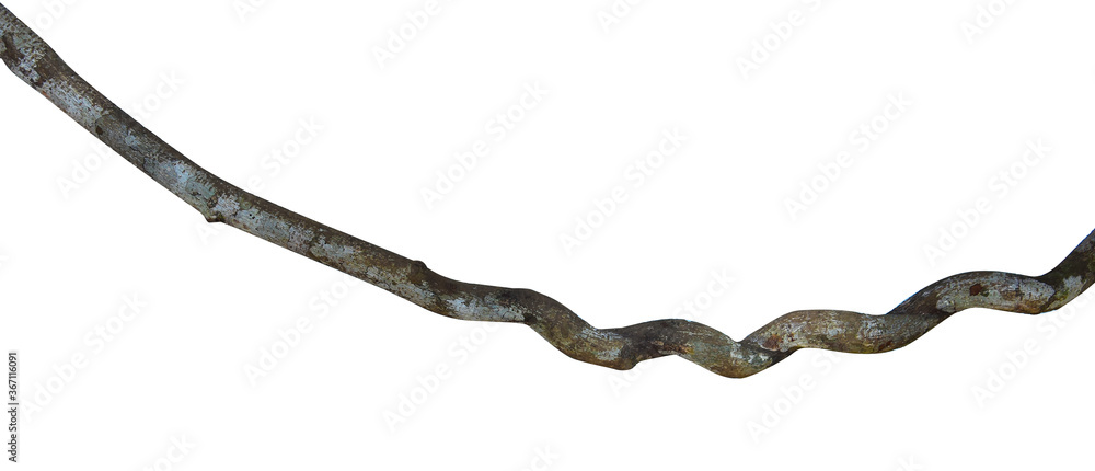 close up wood root. Spiral twisted jungle tree branch, vine liana plant isolated on white background, clipping path included. HD Image and Large Resolution. can be used as wallpaper