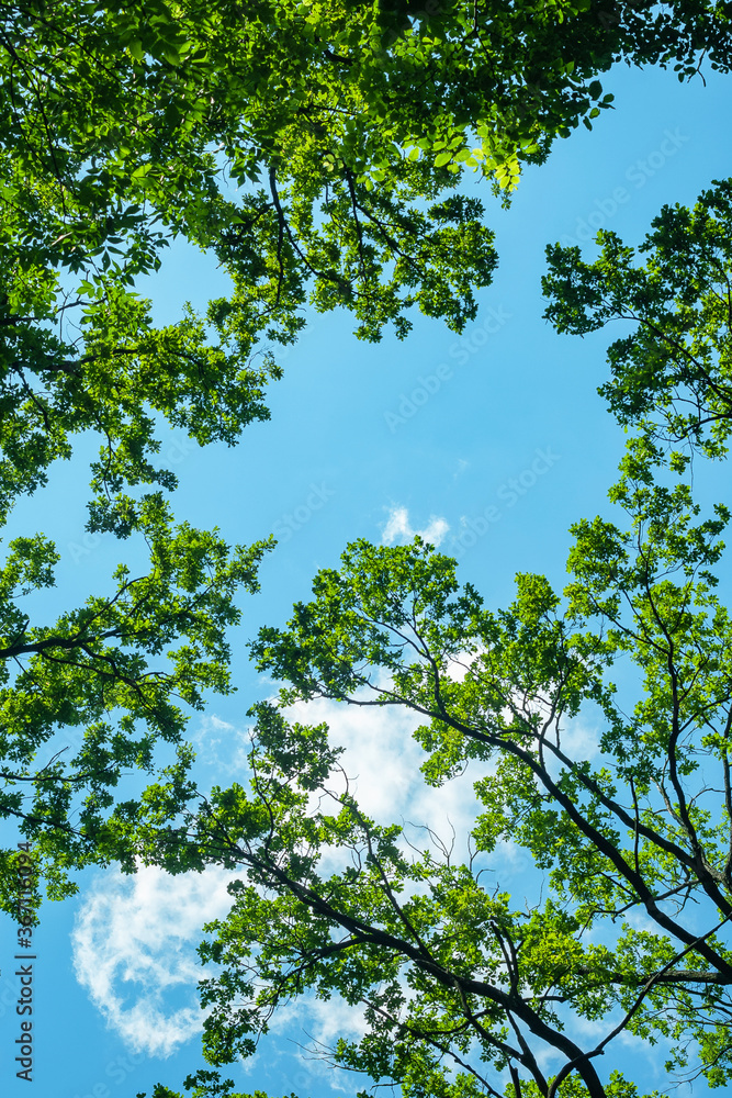 Fototapeta premium Bottom view of branches of tall trees against a blue sky. Abstract natural vegetative background.