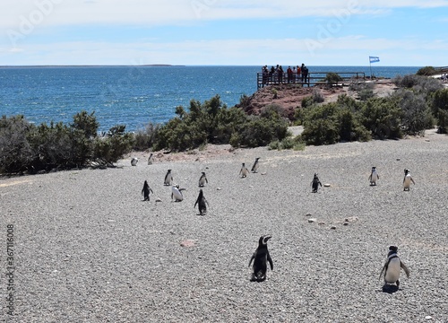 Pingüinos de Magallanes en Punta Tombo, Argentina photo