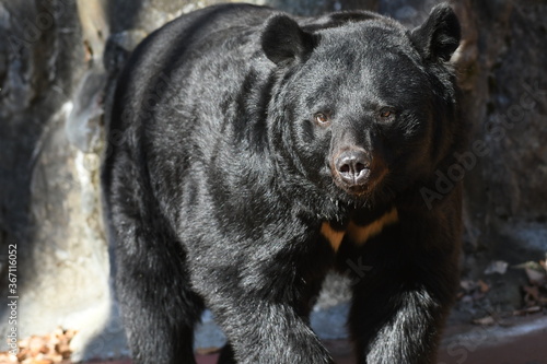 ニホンツキノワグマ