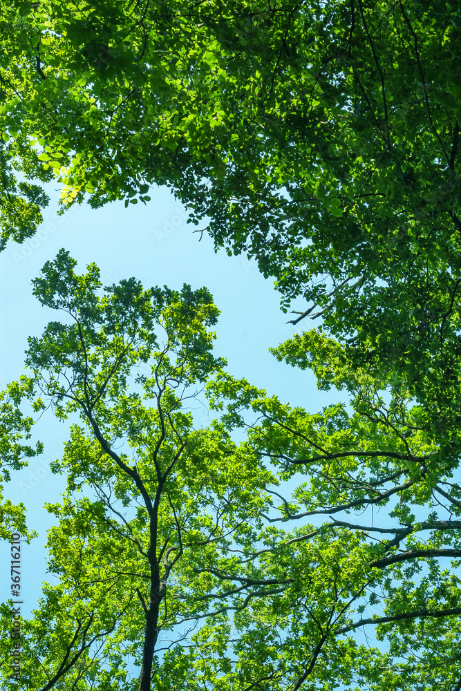 Green dense crowns of tall trees against the blue sky. Abstract natural vegetative background. Green dense crowns of tall trees against the blue sky. Abstract natural vegetative background.