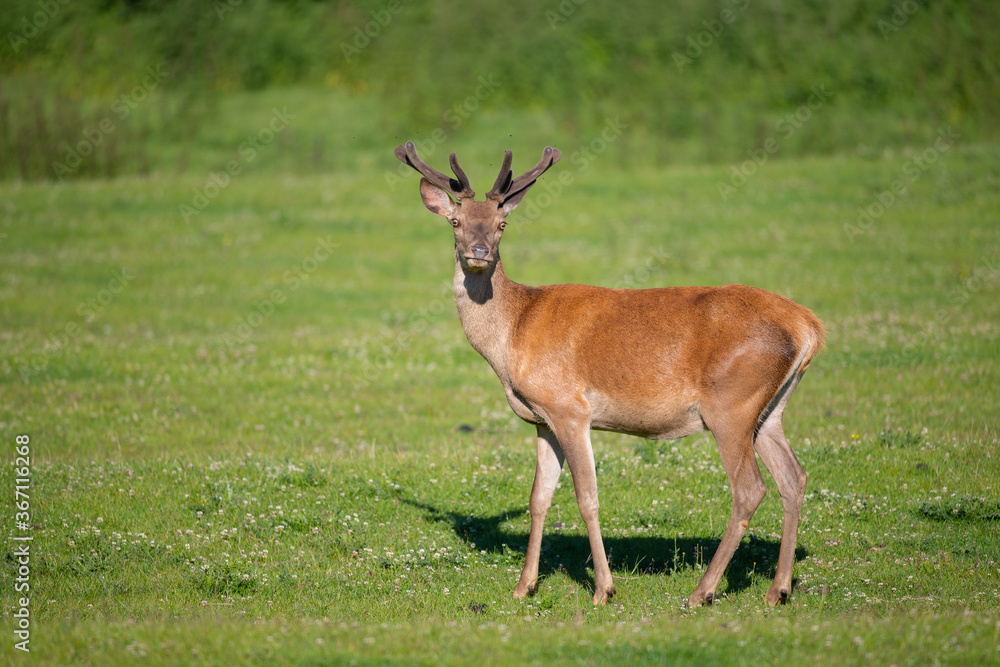 Rothirsch (Cervus elaphus) in der Sonne, Deutschland Europa