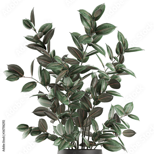 Ficus Robusta in a pot isolated on white background