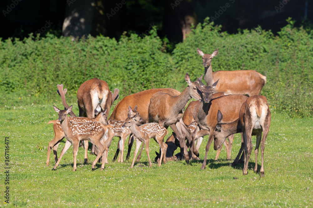 Rothirsch (Cervus elaphus) Kindergarten, Deutschland, Europa Rothirsch (Cervus elaphus) Kindergarten, Deutschland, Europa