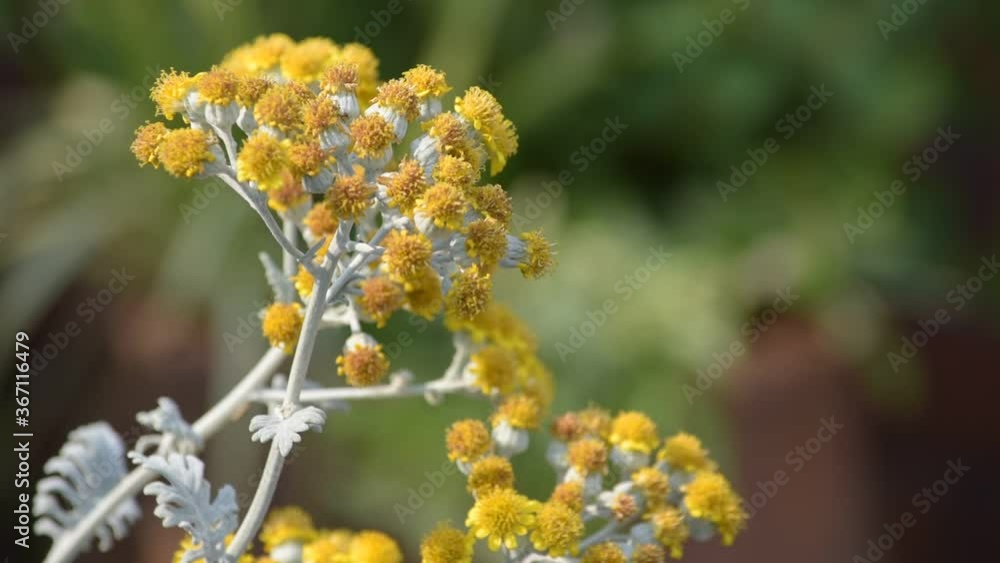 別名がダスティミラーと呼ばれる「シロタエギク」