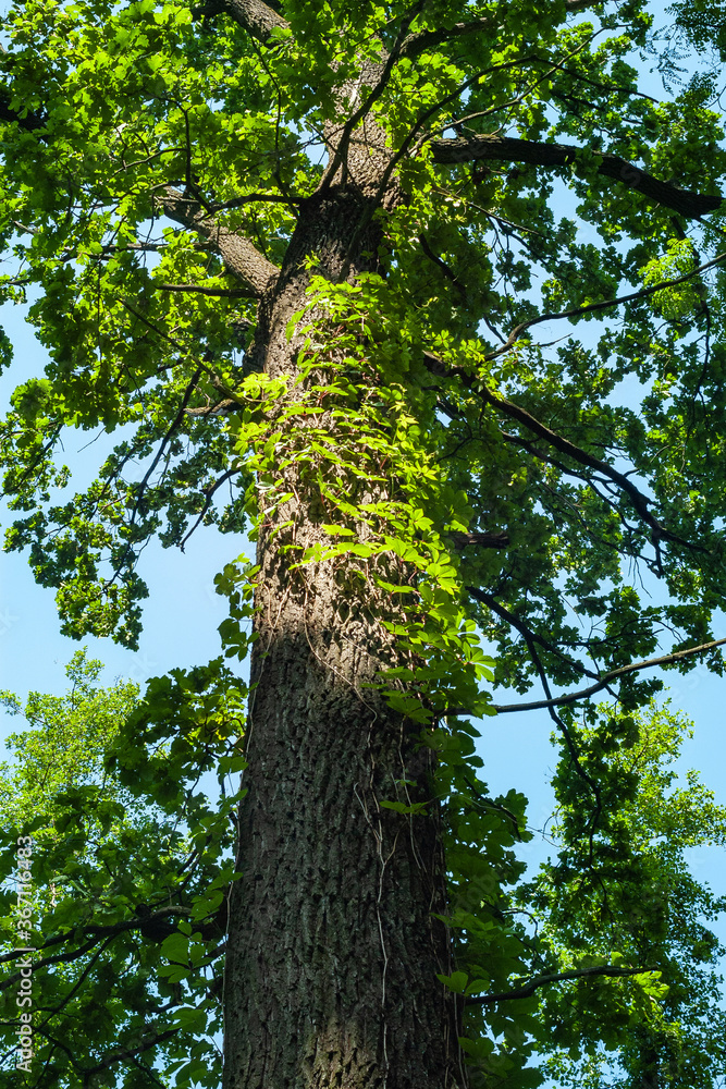 Fototapeta premium Crohn's disease and high trunk of a tree in the rays of light on the background of sky. Abstract natural vegetative background.