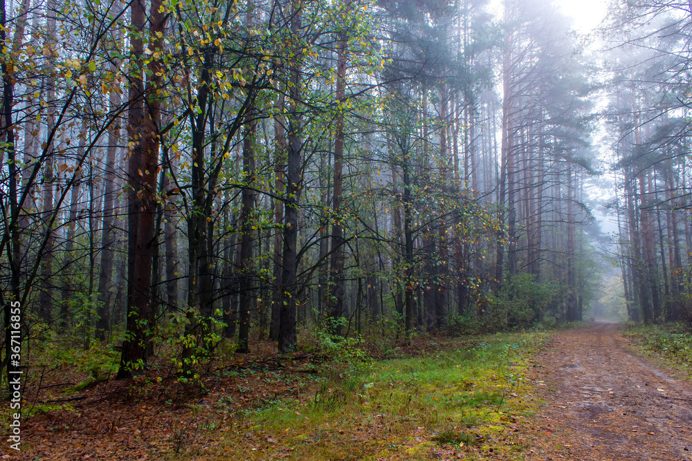 Obraz premium Autumn foggy pines forest on the morning.