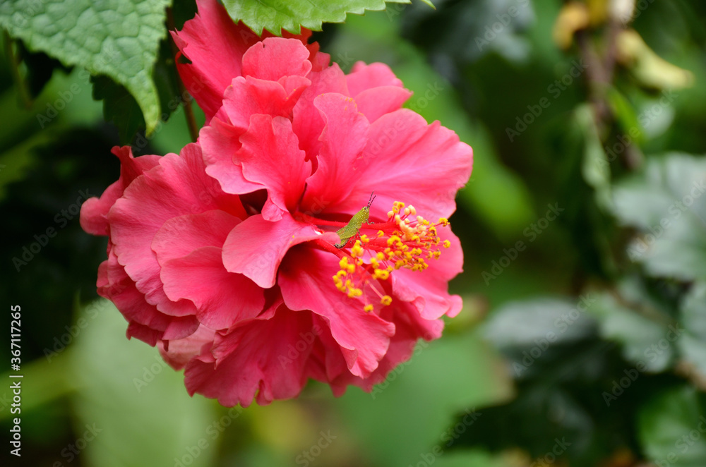 beautiful pink color flower of hibiscus with green leaves and branch in the garden beautiful pink color flower of hibiscus with green leaves and branch in the garden