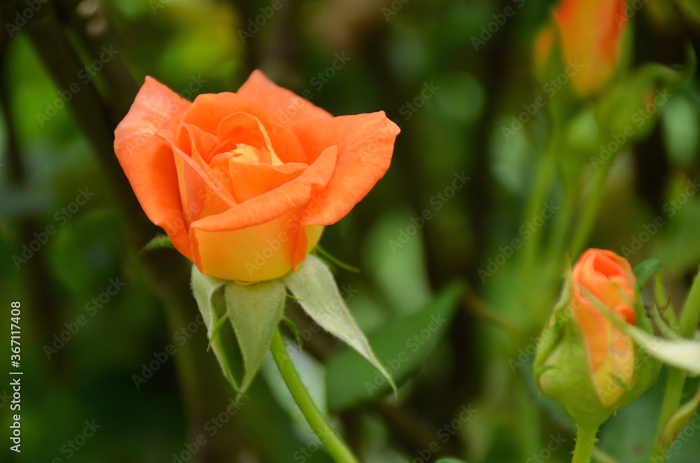 Obraz premium the orange color rose flower with green leaves and branch