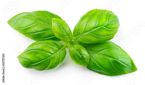 Basil isolated. Basil leaf on white. Basil leaves top view. Full depth of field.