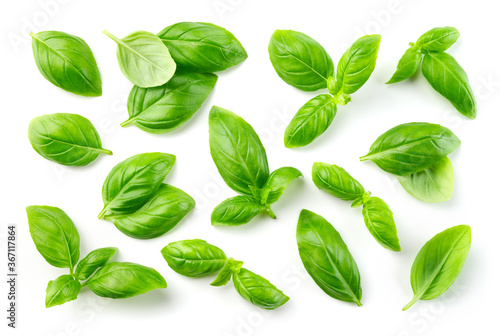 Basil isolated. Basil leaf on white. Basil leaves top view set.