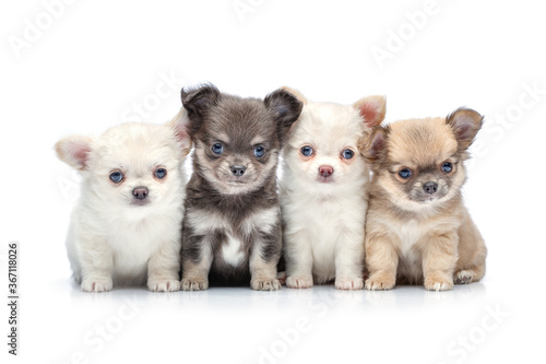 chihuahua puppy dogs isolated on white