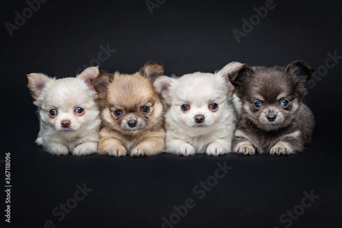 chihuahua puppy dogs lying over black background