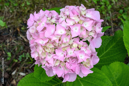 Close up view of pink hydrangea