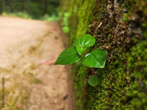 Every Leaf has a story to tell.