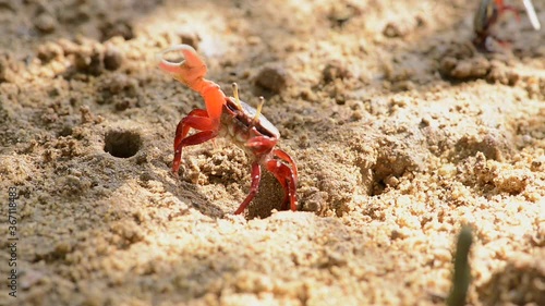 Uca vocans, Fiddler Crab walking in mangrove forest at Phuket beach, Thailand