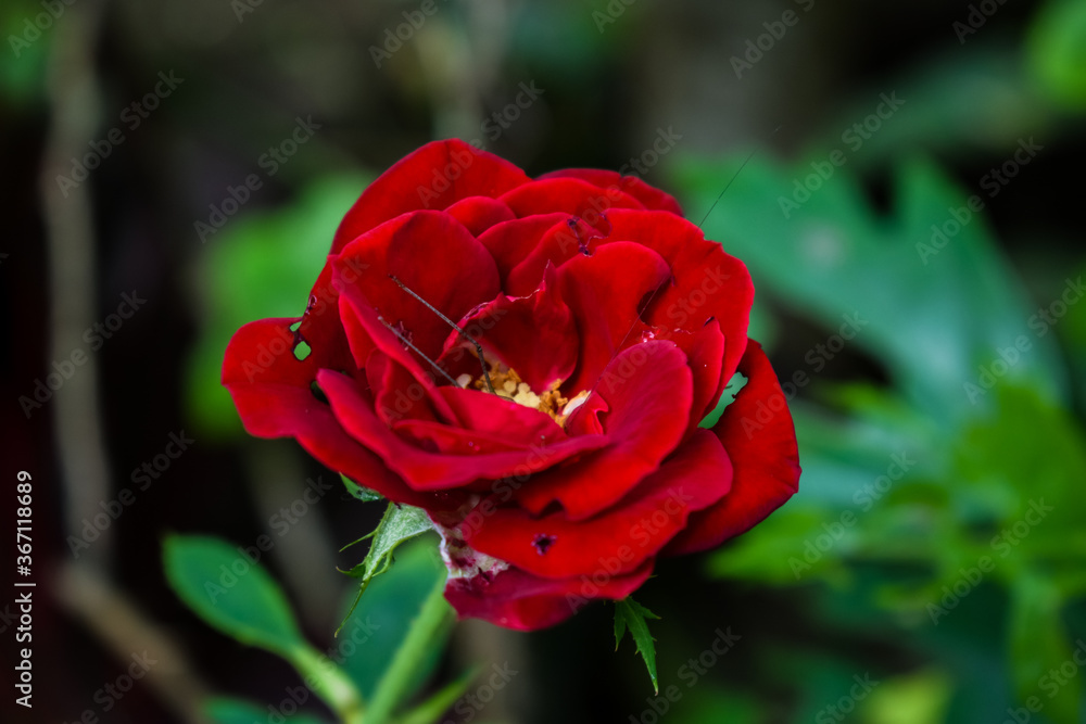 Obraz premium Beautiful red rose on garden. Valentines day roses.