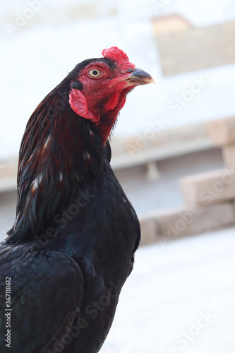 A close-up of a rooster's head and neck