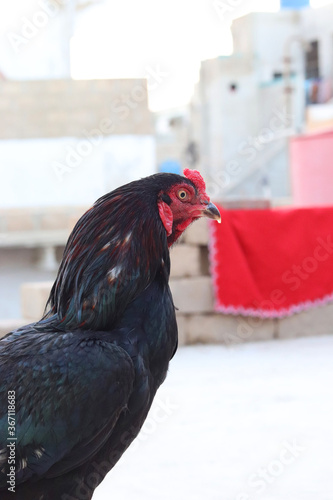 A close-up of a rooster's head and neck