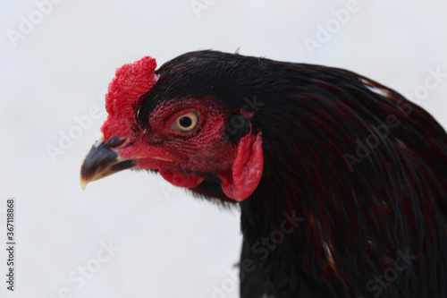 A close-up of a rooster's head and neck