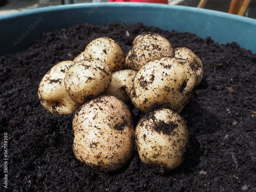 Epicure potatoes harvested from a pot - container gardening Epicure potatoes harvested from a pot - container gardening