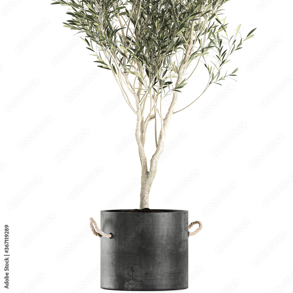 Obraz premium Olive tree in a black pot isolated on white background 
