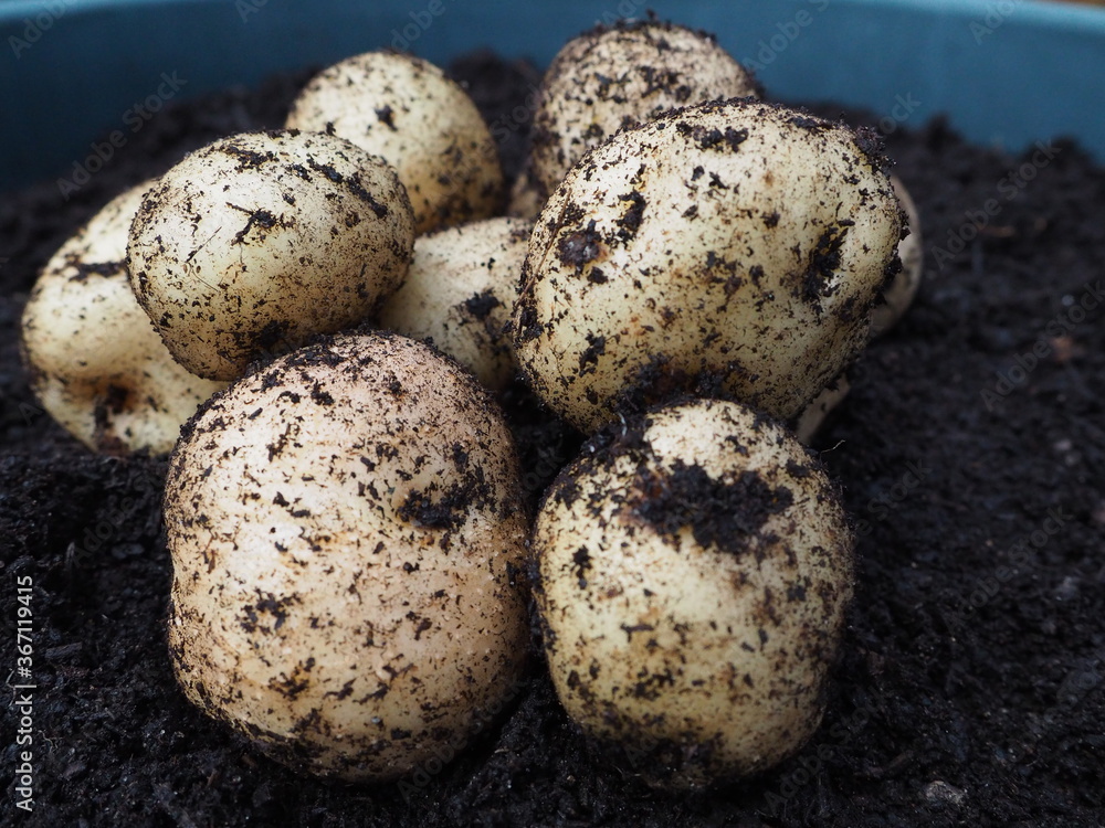 Pile of epicure potatoes after being harvested from container gardening Pile of epicure potatoes after being harvested from container gardening