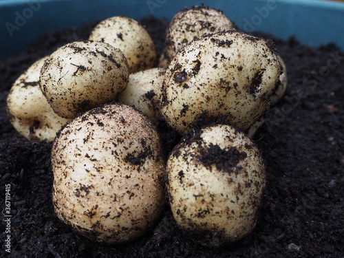 Pile of epicure potatoes after being harvested from container gardening
