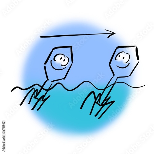 Two bacteriophages go with the flow