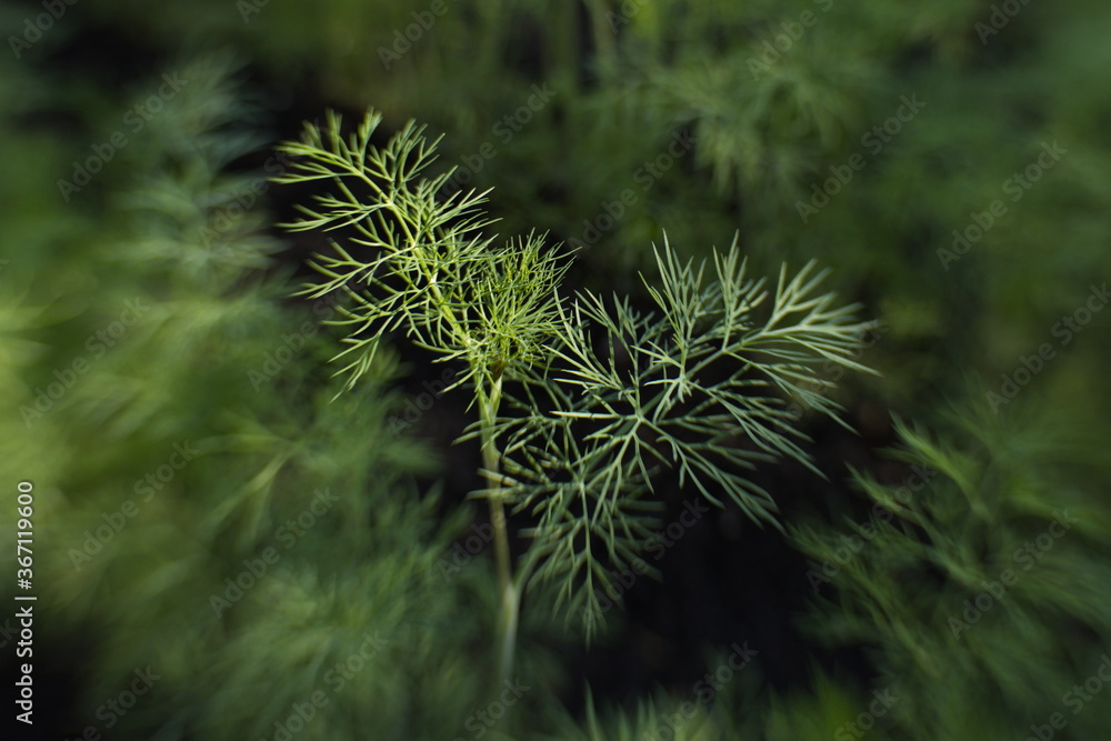 Growing dill.
Close-up of a dill branch. Growing dill.
Close-up of a dill branch.