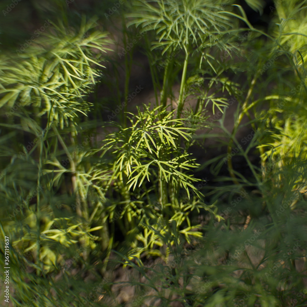 Growing dill.
Close-up of a dill branch. Growing dill.
Close-up of a dill branch.