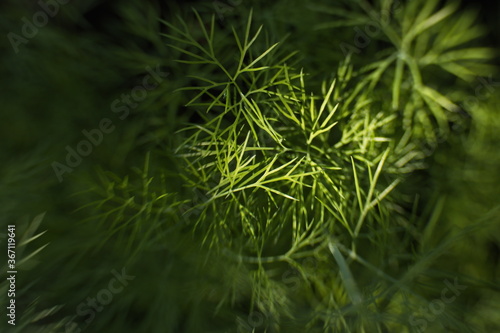 Growing dill. Close-up of a dill branch.