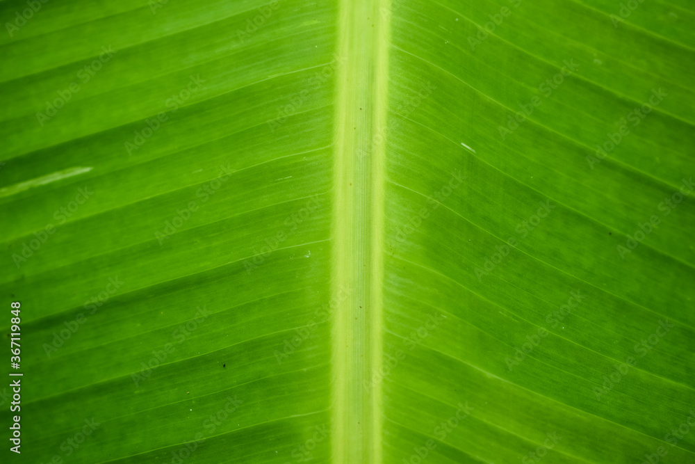 Texture background of fresh green banana leaves. Selective focus applied. Texture background of fresh green banana leaves. Selective focus applied.