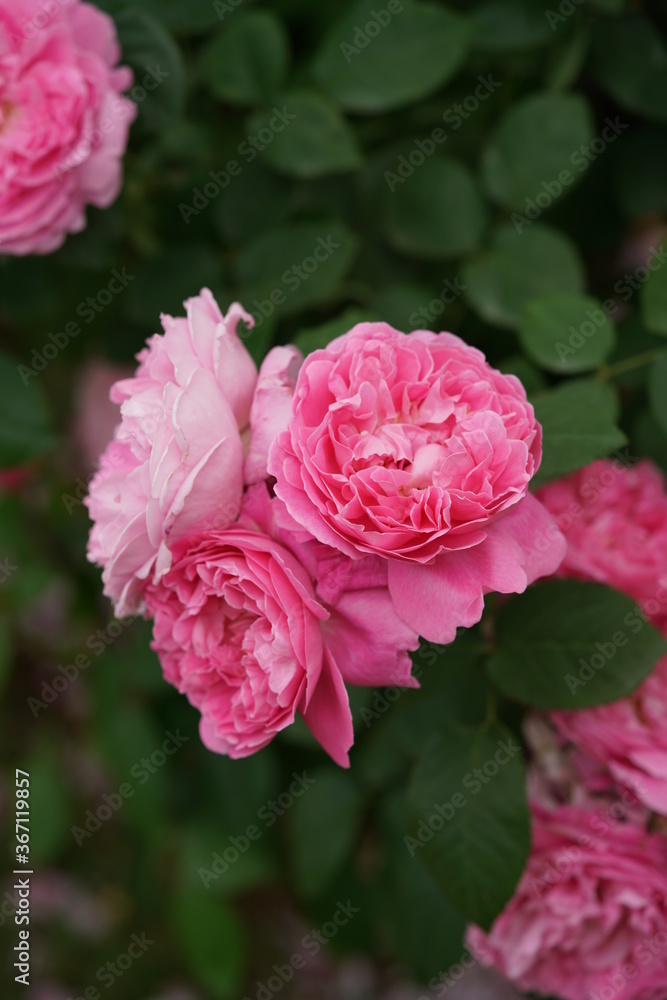 Light Pink Flower of Rose 'Mary Rose' in Full Bloom
Light Pink Flower of Rose 'Mary Rose' in Full Bloom