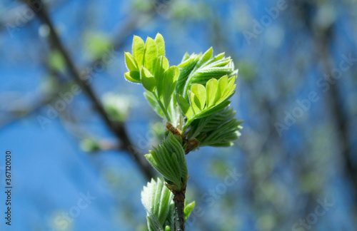 green leaves on a blue sky background