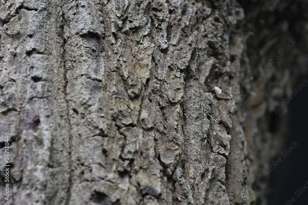 Naklejka premium Tree with bark Beautiful, natural patterns