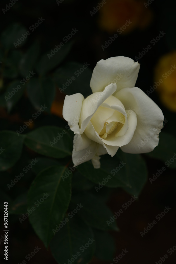 Whit Flower of Rose 'Masayuki' in Full Bloom
Whit Flower of Rose 'Masayuki' in Full Bloom