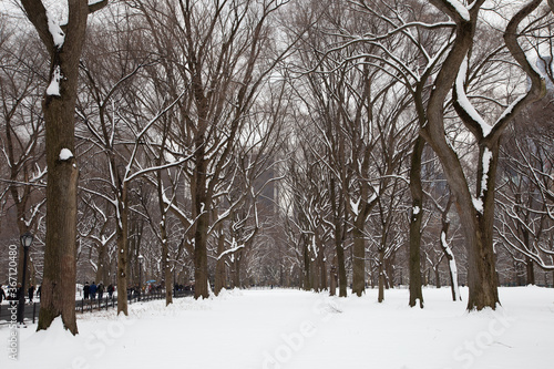 Central Park tree line with accumulated snow